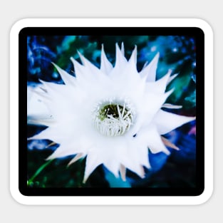 White Flower of cactus Sticker